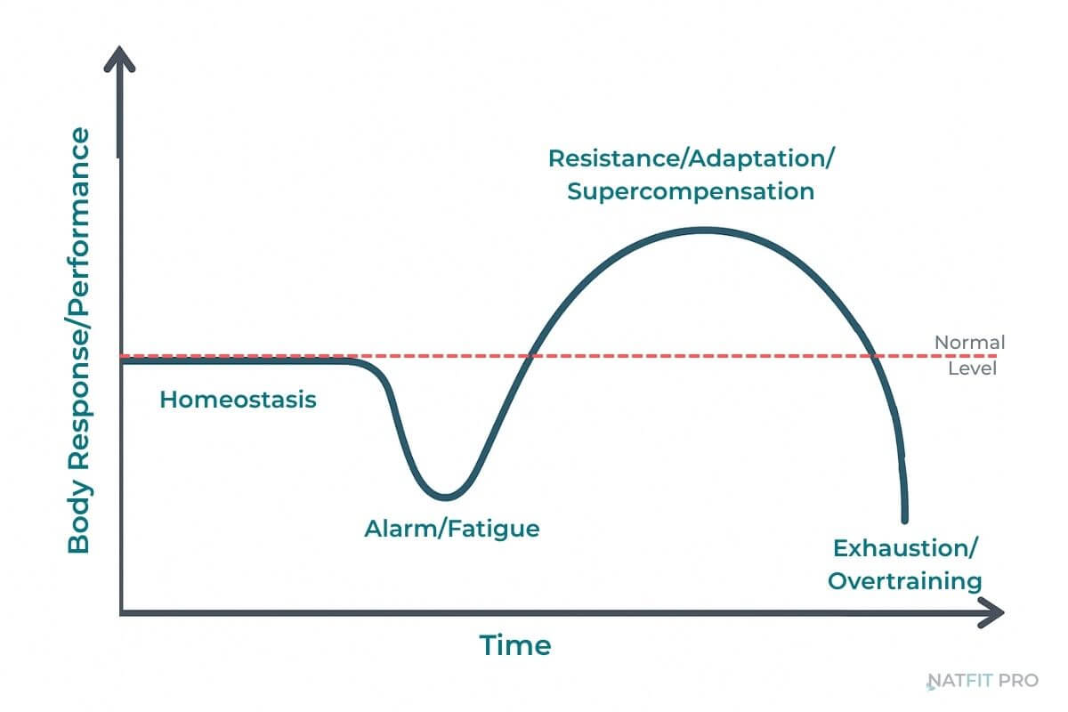 A graph illustrating the General Adaptation Syndrome (GAS), showing how the body adapts to stress like exercise through alarm, resistance, and potential exhaustion phases.