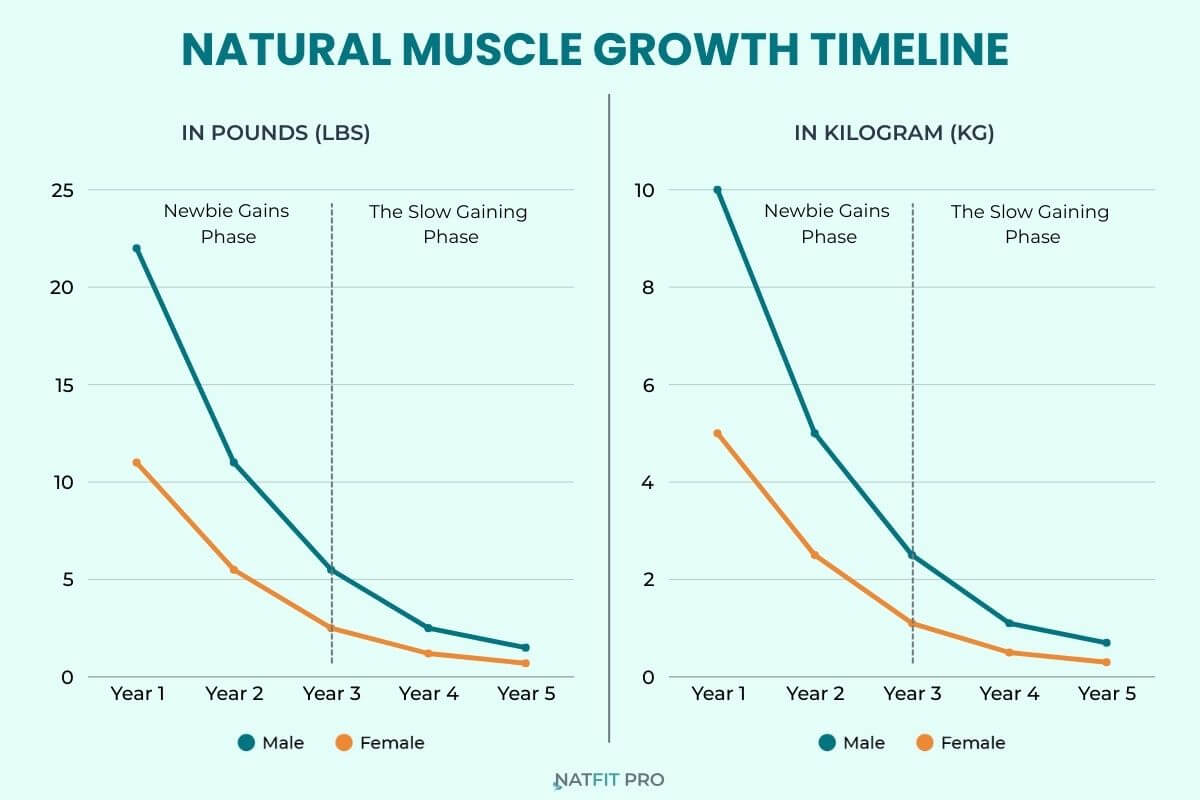 Side-by-side line graphs showing natural muscle growth potential in lbs and kg. The curve shows a steep drop after Year 1 (Newbie Gains) and flattens out by Year 5.