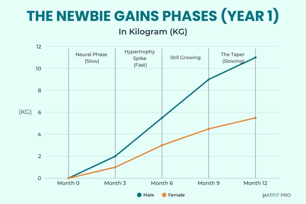 Line graph showing the 3 phases of newbie gains muscle growth in Year 1 (Neural, Hypertrophy, Taper) measured in kilograms.