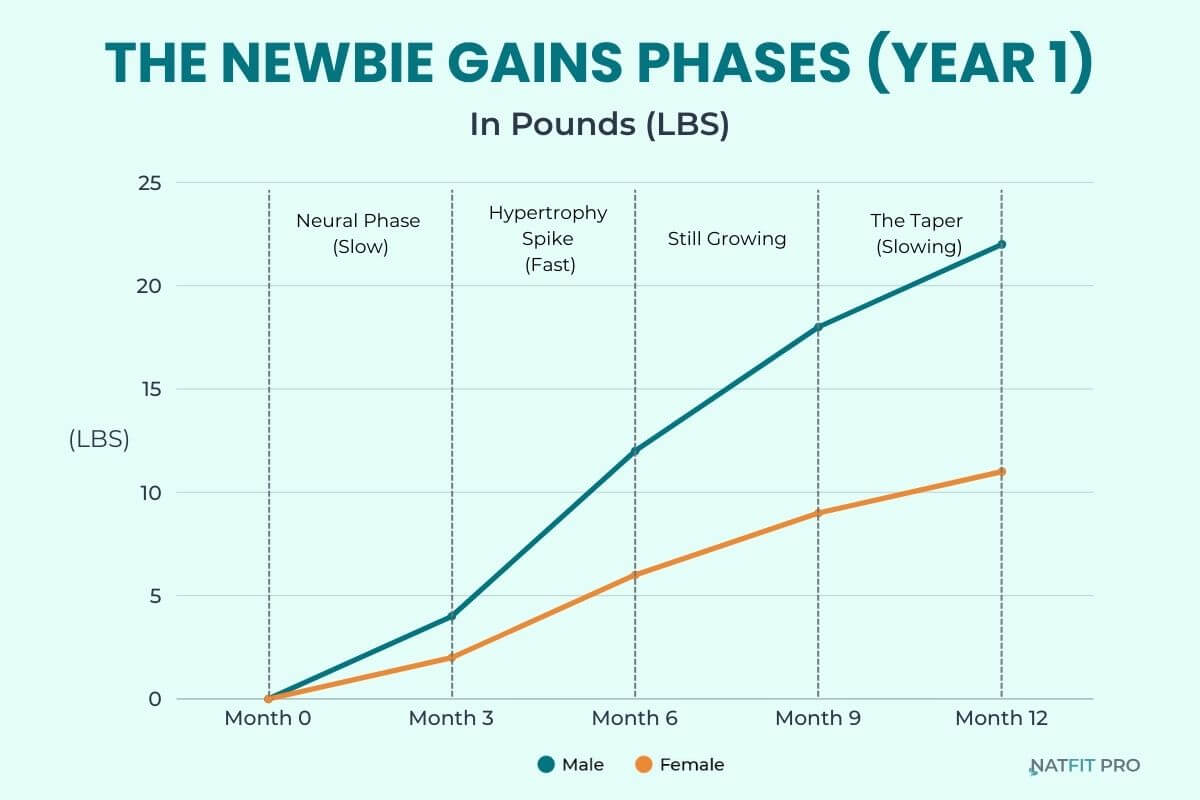 Line graph showing the 3 phases of newbie gains muscle growth for male and female in Year 1 (Neural, Hypertrophy, Taper) measured in pounds.