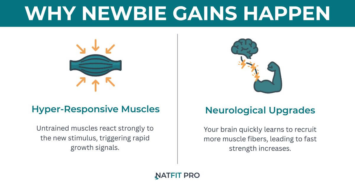 Infographic explaining why newbie gains happen: hyper-responsive muscles reacting to new stimulus and neurological upgrades improving muscle recruitment.